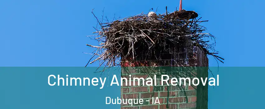 Chimney Animal Removal Dubuque - IA