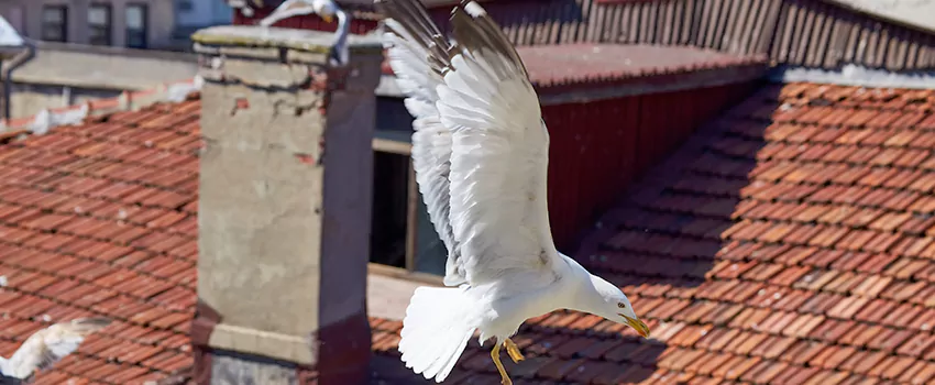 Residential Chimney Animal Removal Solution in Dubuque, IA