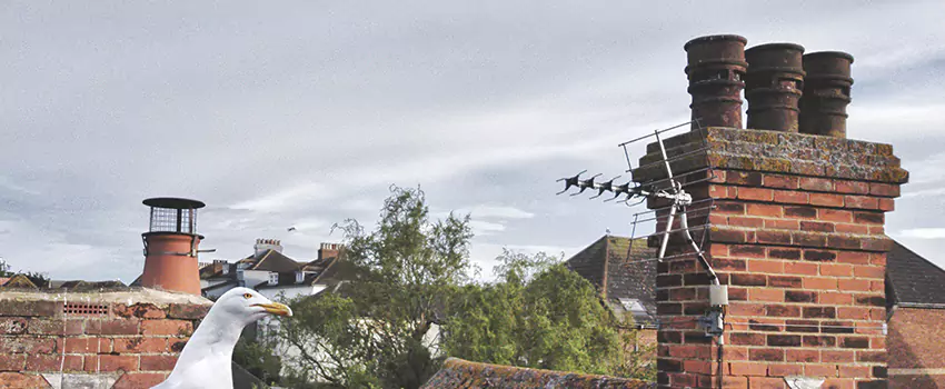 Chimney Cleaning And Restoration in Dubuque, Iowa